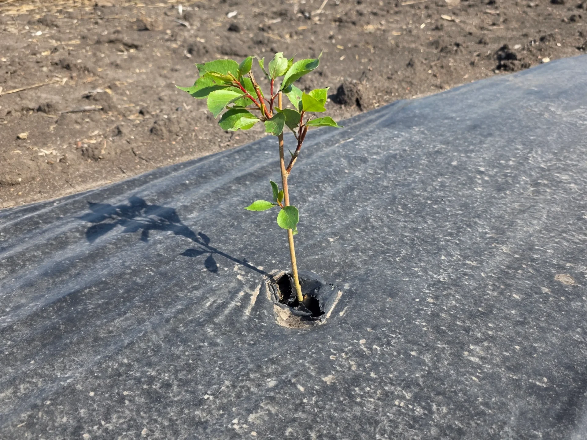 Tree Planting Equipment & Material pic_Website